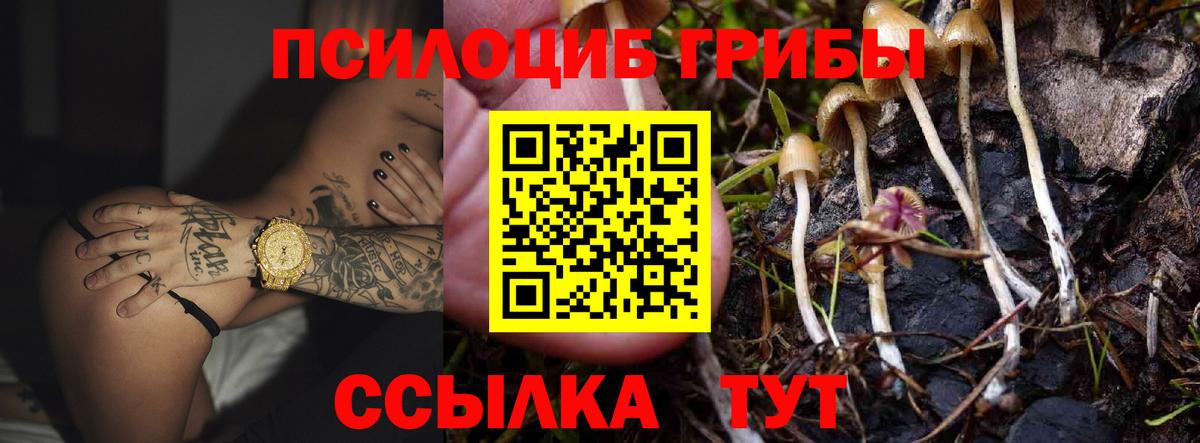 Псилоцибиновые грибы Psilocybe Котельники